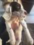 VENDO cucciola setter inglese 